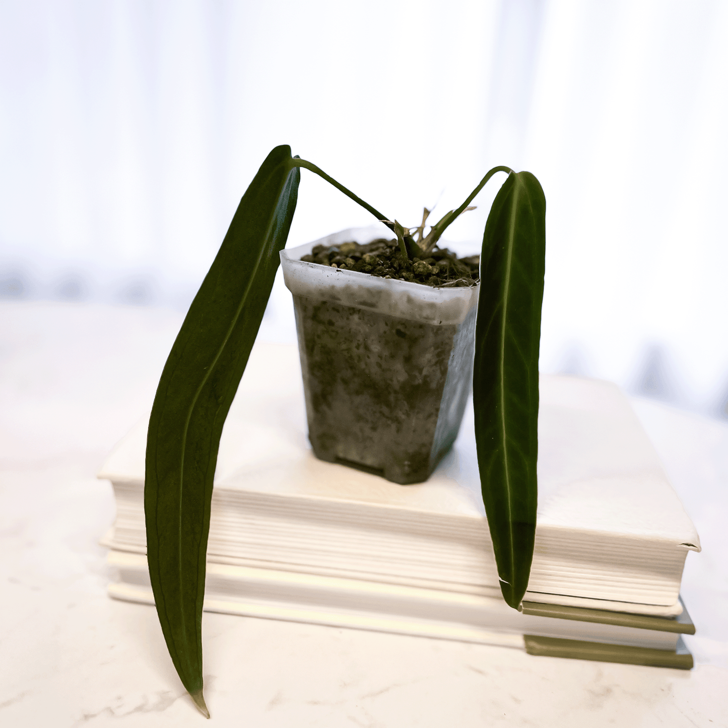 Anthurium Warocqueanum Dark Narrow-protoleaf.ca