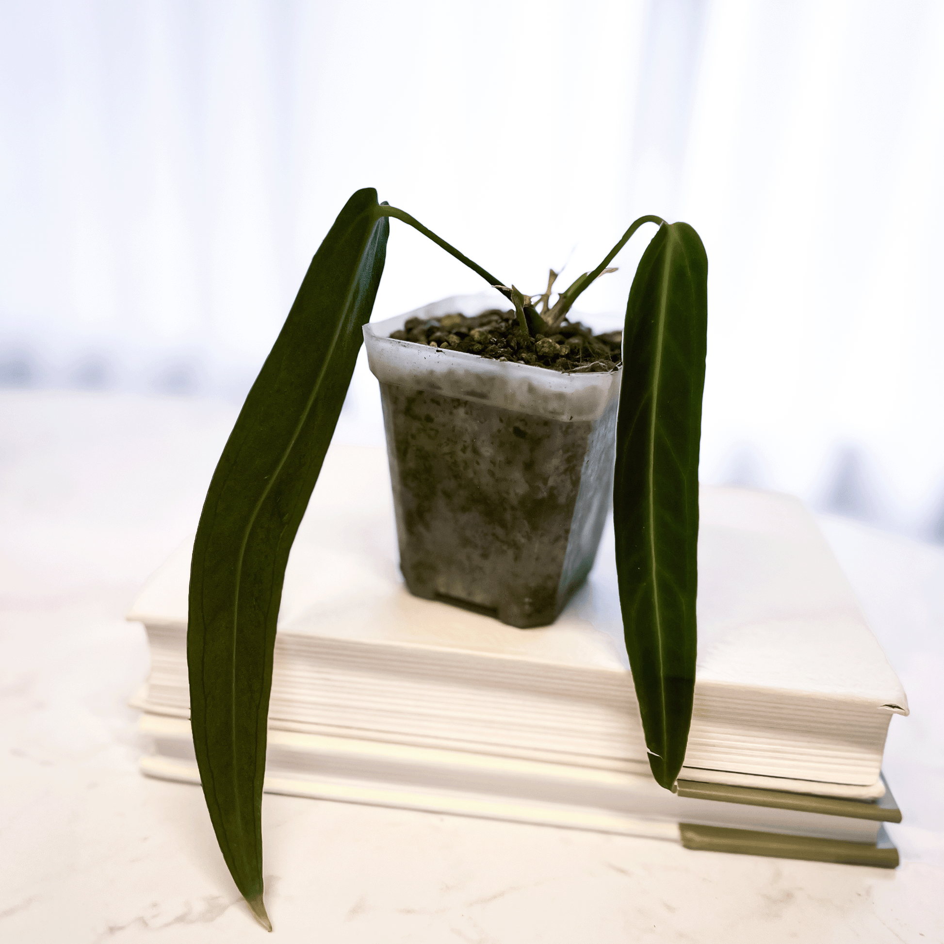 Anthurium Warocqueanum Dark Narrow-protoleaf.ca