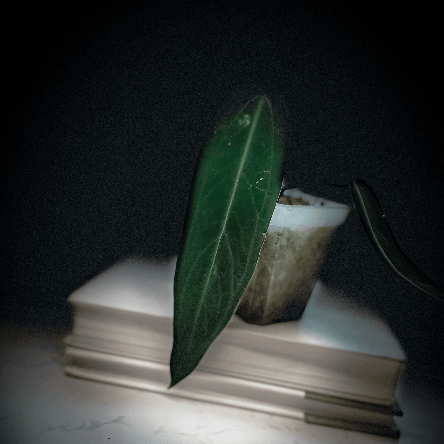 Anthurium Warocqueanum Dark Narrow-protoleaf.ca