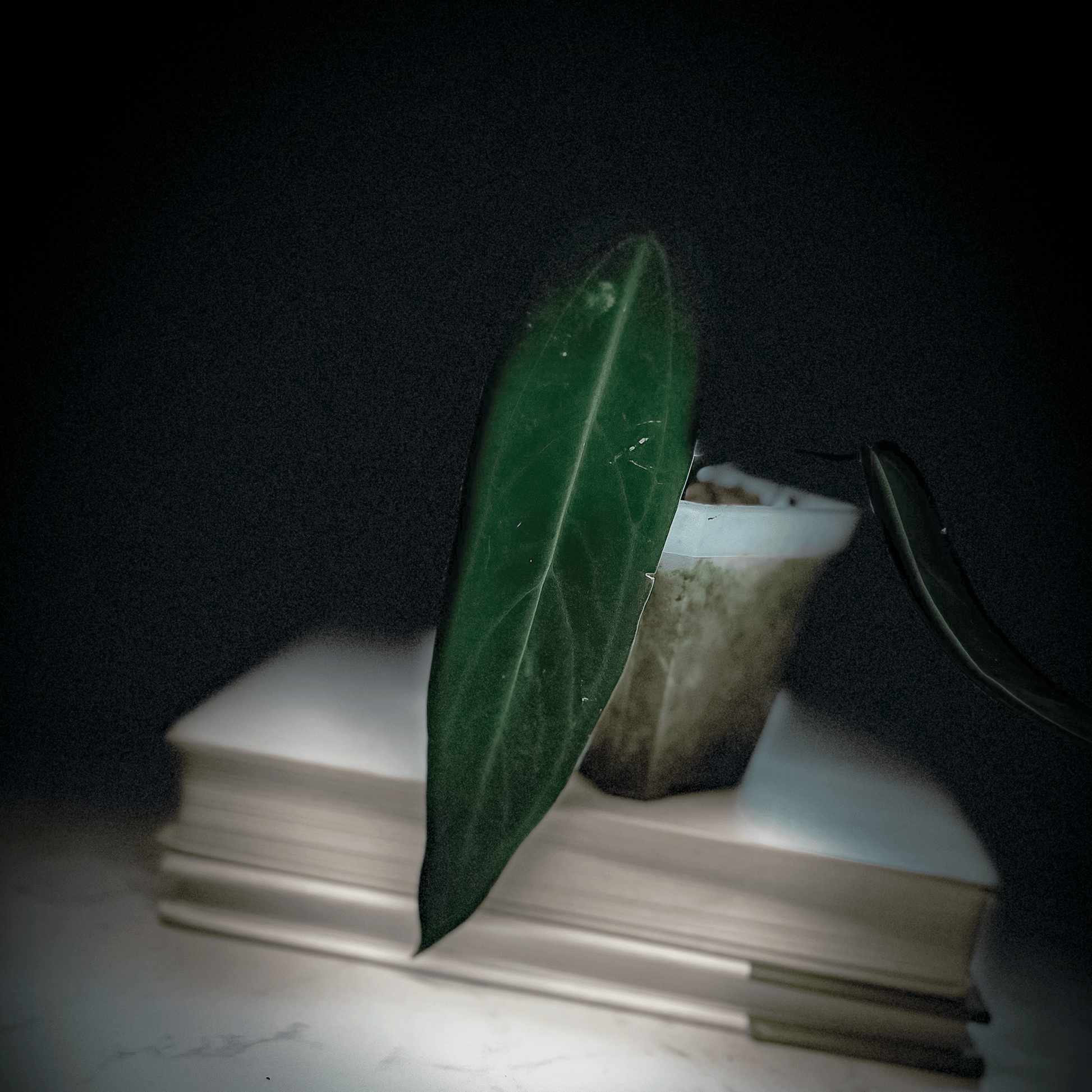 Anthurium Warocqueanum Dark Narrow-protoleaf.ca