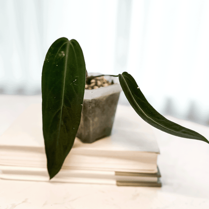 Anthurium Warocqueanum Dark Narrow-protoleaf.ca