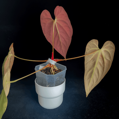 Anthurium Papillilaminum X1