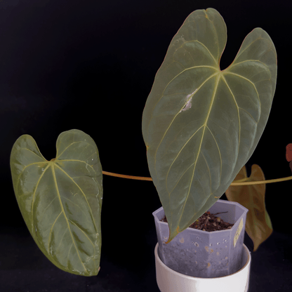 Anthurium Papillilaminum X1